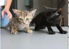 Gato raça  idade 2 a 6 meses nome Adote