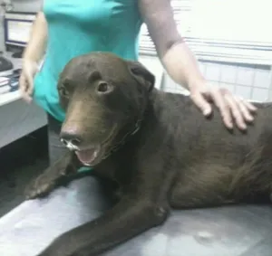 Cachorro raça Mestiço Labrador Chocolate idade 3 anos nome Marrom