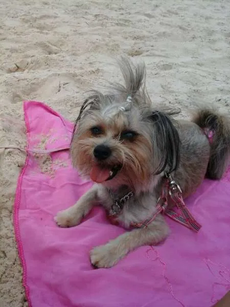 Cachorro ra a Vira lata (parecido com yorkshire) idade 1 ano nome MALU GRATIFICA