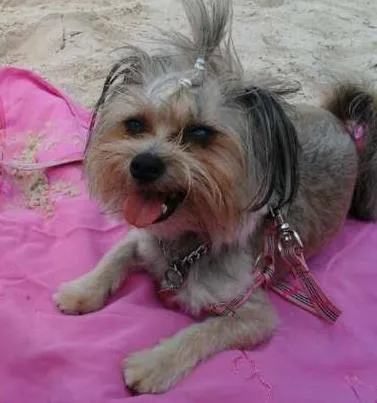 Cachorro ra a Vira lata (parecido com yorkshire) idade 1 ano nome MALU GRATIFICA