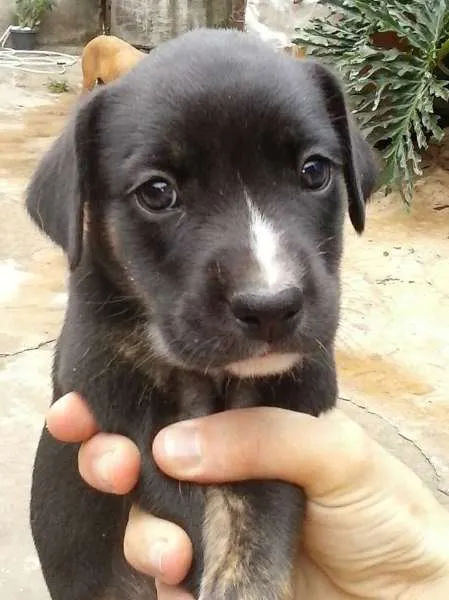 Cachorro ra a Boxer idade 2 a 6 meses nome pike