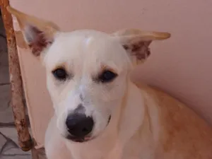 Cachorro raça SRD idade 2 anos nome Jade
