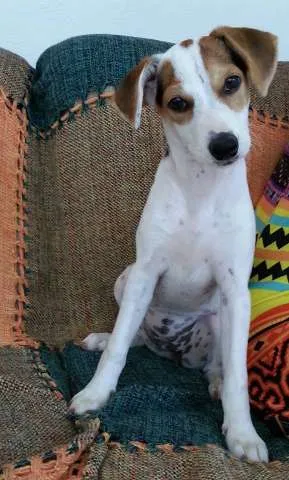 Cachorro raça Vira-lata idade 2 a 6 meses nome Nika