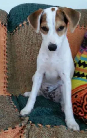 Cachorro raça  idade 2 a 6 meses nome Nika