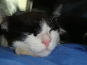 Gato raça  idade 2 anos nome Nina