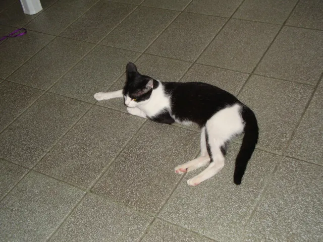 Gato ra a  idade 2 anos nome Nina