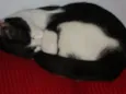 Nina