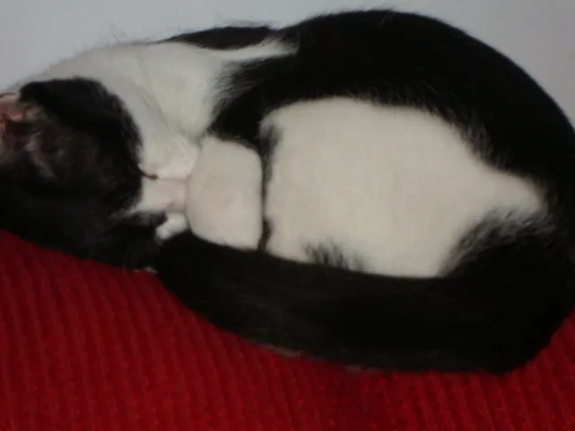 Gato ra a  idade 2 anos nome Nina