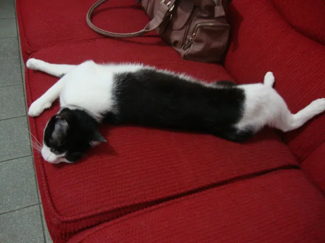 Gato ra a  idade 2 anos nome Nina