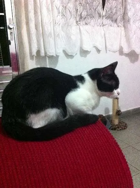 Gato ra a  idade 2 anos nome Nina