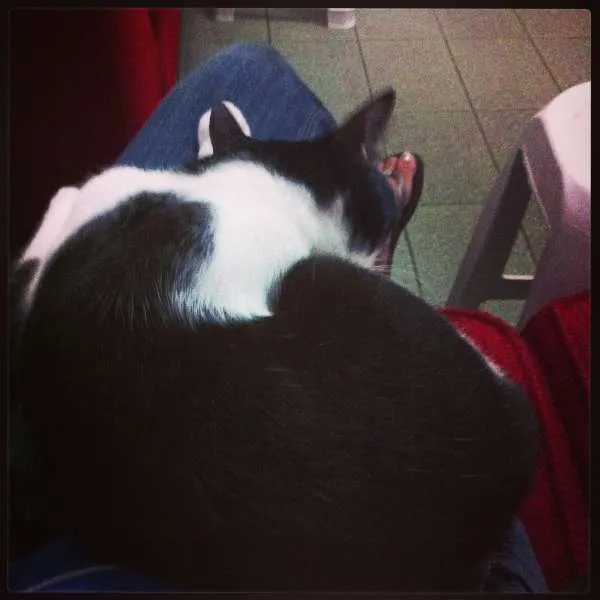 Gato ra a  idade 2 anos nome Nina