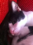 Nina