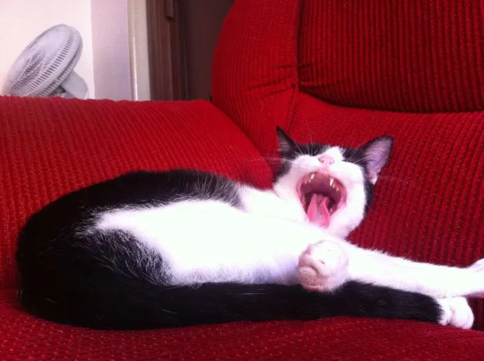 Gato ra a  idade 2 anos nome Nina