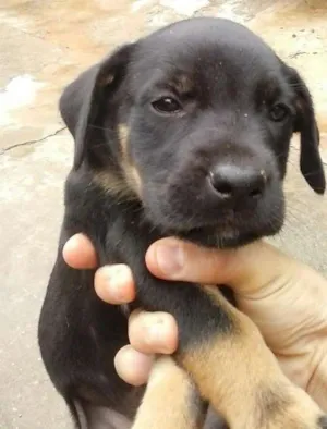 Cachorro raça Mistura de Boxer com Vira Lata idade 2 a 6 meses nome Chocolate