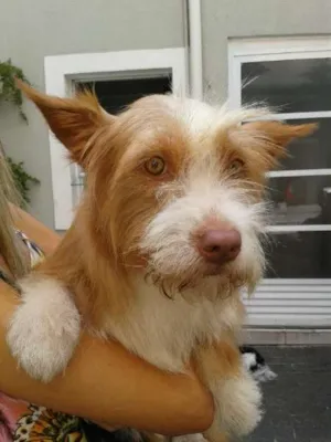 Cachorro raça SRD idade 1 ano nome JADE