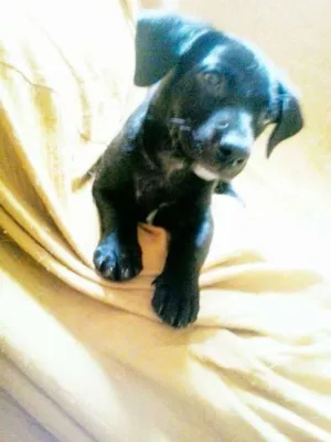 Cachorro raça SRD idade 2 a 6 meses nome Neguinha linda