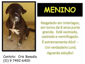 Cachorro raça SRD idade 6 ou mais anos nome GG