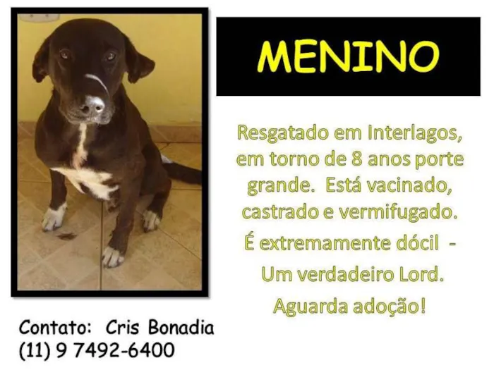 Cachorro ra a SRD idade 6 ou mais anos nome GG