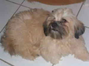 Cachorro raça Lhasa Apso idade 1 ano nome MEGUI GRATIFICA