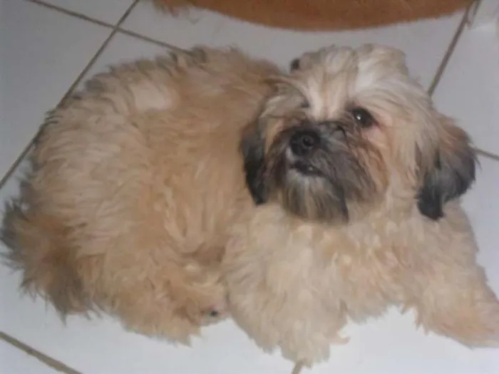 Cachorro ra a Lhasa Apso idade 1 ano nome MEGUI GRATIFICA