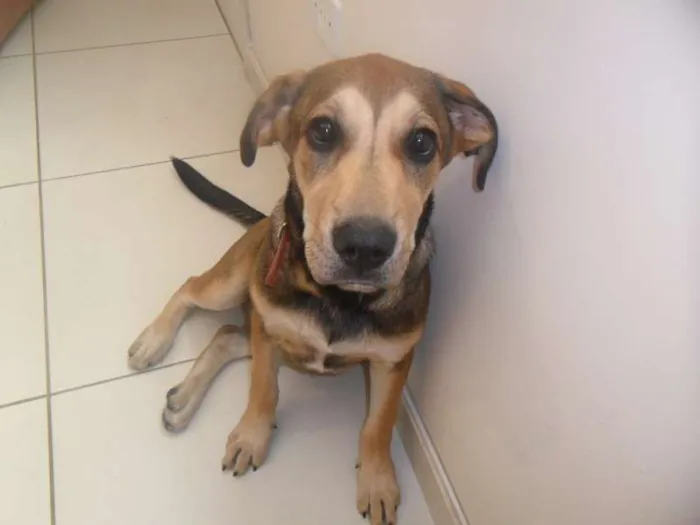 Cachorro ra a fila idade 2 a 6 meses nome monalisa