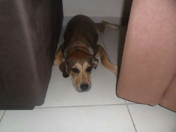 Cachorro ra a fila idade 2 a 6 meses nome monalisa