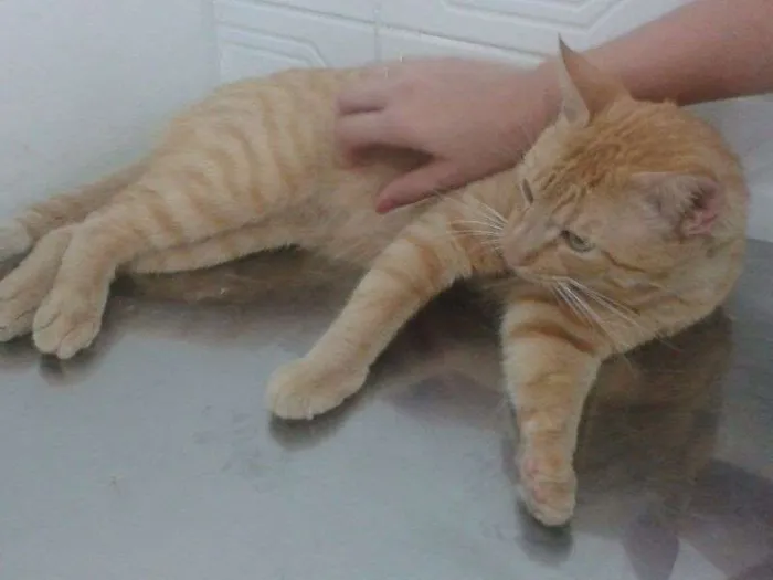 Gato ra a Vira Lata idade 1 ano nome Raul