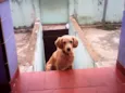 snoopy