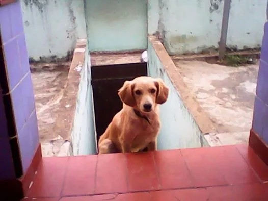 Cachorro raça  idade 2 a 6 meses nome snoopy