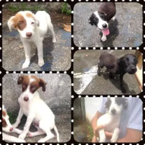 Cachorro raça SRD idade 2 a 6 meses nome Filhotinhos