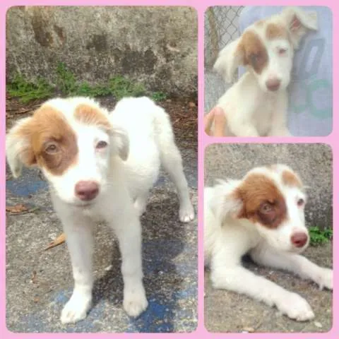 Cachorro ra a SRD idade 2 a 6 meses nome Filhotinhos