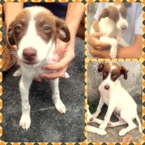 Cachorro ra a SRD idade 2 a 6 meses nome Filhotinhos