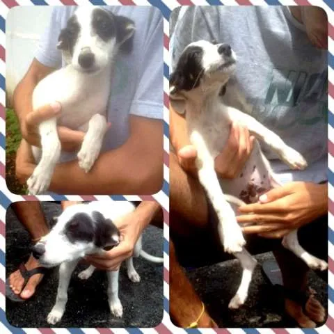 Cachorro ra a SRD idade 2 a 6 meses nome Filhotinhos
