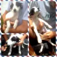 Filhotinhos