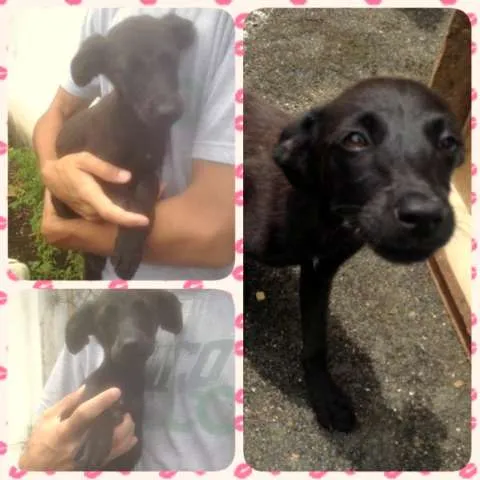Cachorro ra a SRD idade 2 a 6 meses nome Filhotinhos