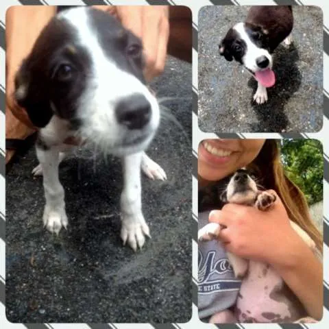 Cachorro ra a SRD idade 2 a 6 meses nome Filhotinhos
