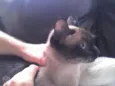 Siamesa 2 anos, cas