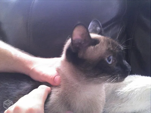 Gato ra a Siamês idade 2 anos nome Siamesa 2 anos, cas