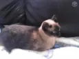 Siamesa 2 anos, cas