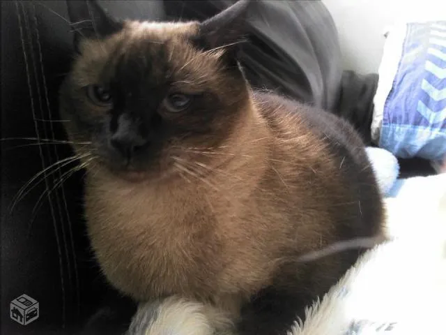 Gato ra a Siamês idade 2 anos nome Siamesa 2 anos, cas