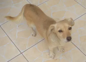 Cachorro raça SRD idade 3 anos nome Neka