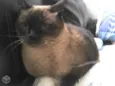 Siamesa 2 anos, cas
