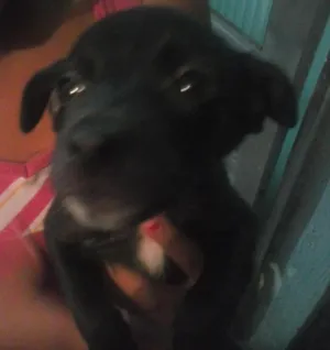 Cachorro raça  idade Abaixo de 2 meses nome nao tem