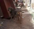Cachorro raça SRD idade 2 a 6 meses nome BEBES