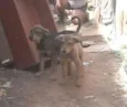 Cachorro raça SRD idade 2 a 6 meses nome BEBES