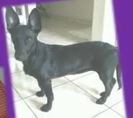 Cachorro ra a SRD idade 7 a 11 meses nome Mel