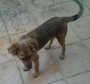Cachorro raça SRD idade 2 a 6 meses nome Bebe marrom