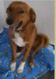 Cachorro raça SRD idade 4 anos nome mimadão