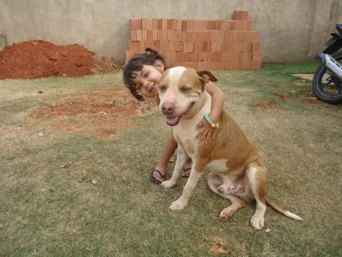 Cachorro ra a Pit-Bull idade 6 ou mais anos nome kauã
