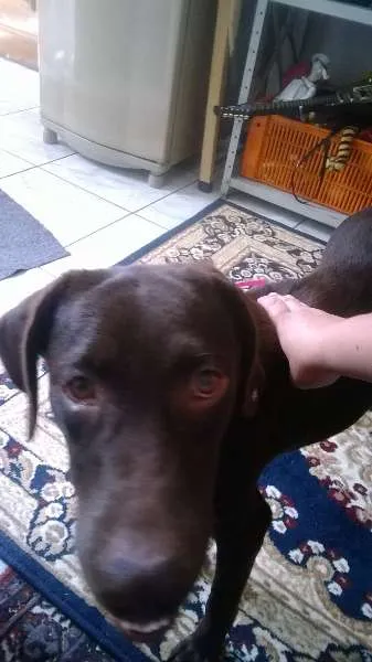 Cachorro raça SRD idade 7 a 11 meses nome Sandy